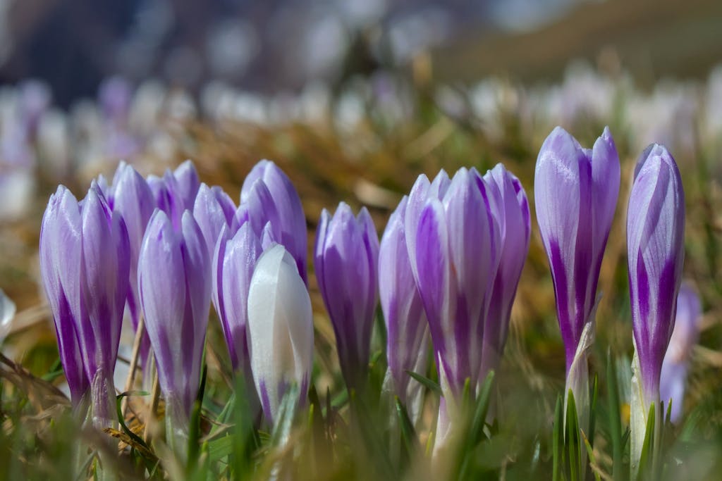 Purple bulb flowers blooming