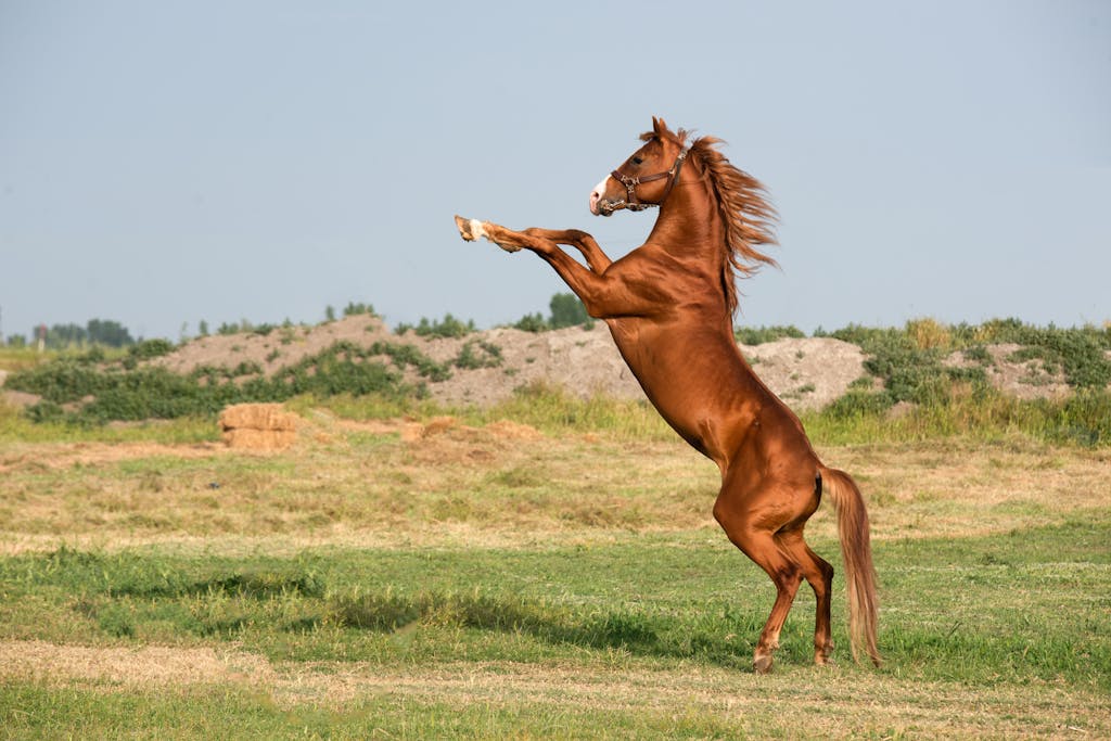 An amber horse bucking on it's hind legs